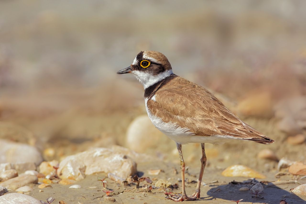 Corriere piccolo (Charadrius dubius)